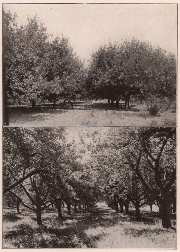 An apple Orchard in Delaware. A Baldwin apple orchard in New York. Delaware 1903